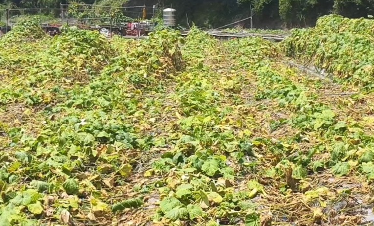 豪雨影響!土壤鬆動刺瓜棚全倒 泡水爛光損失慘重