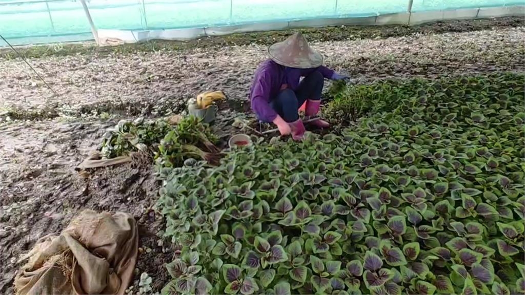 拒絕被老天＂割韭菜＂！　 雲林稻農.菜農搶收大作戰