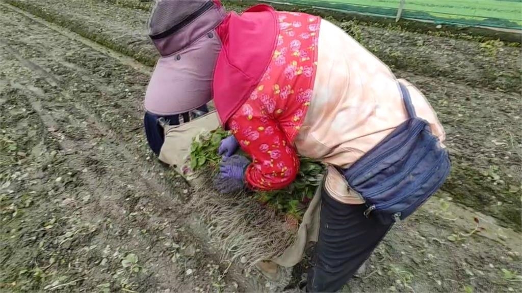 拒絕被老天＂割韭菜＂！　 雲林稻農.菜農搶收大作戰