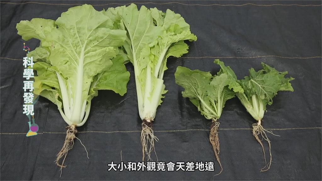 台灣七成土壤成酸性 鹼性石灰肥料成解方