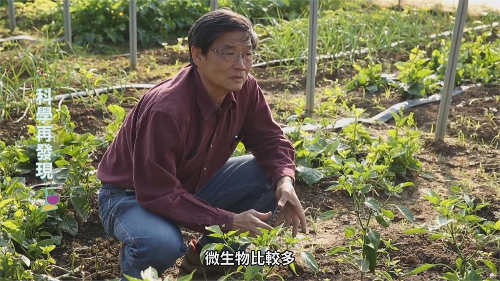 台灣七成土壤成酸性 鹼性石灰肥料成解方