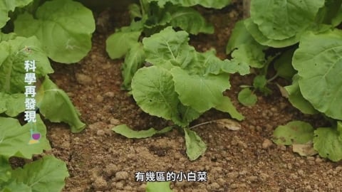 台灣七成土壤成酸性　鹼性石灰肥料成解方