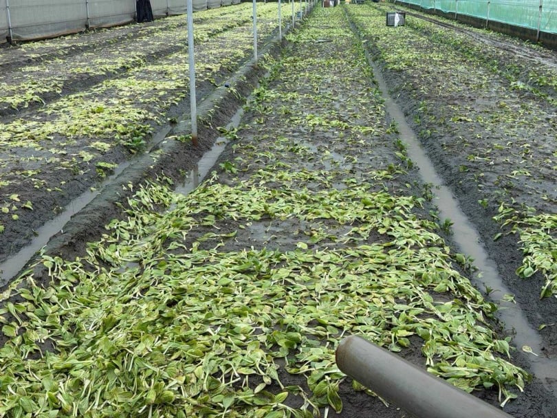 雲林縣長張麗善前往西螺鎮、二崙鄉等主要蔬菜產區勘查災情。（圖／翻攝自臉書，張麗善）