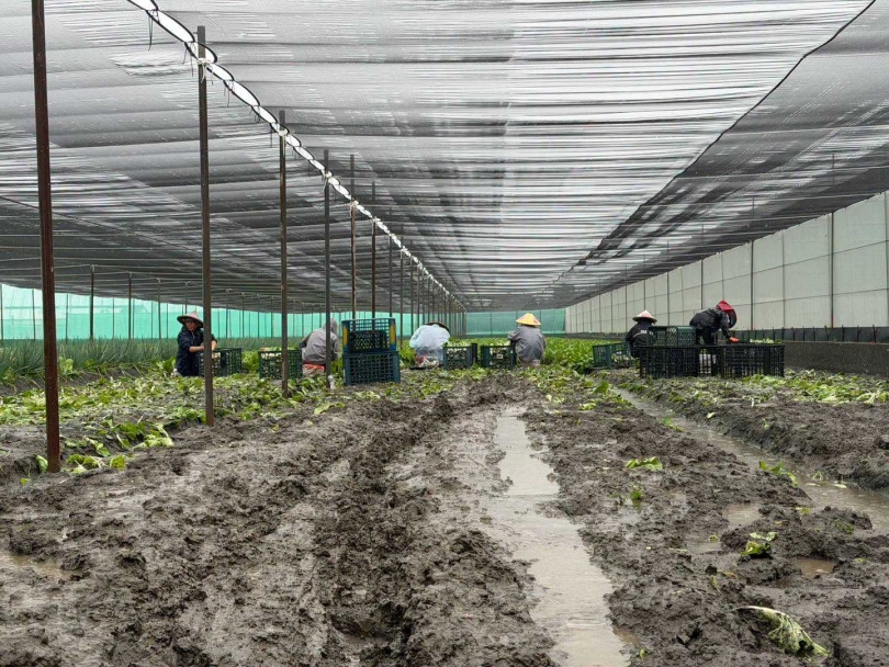 雲林縣長張麗善前往西螺鎮、二崙鄉等主要蔬菜產區勘查災情。（圖／翻攝自臉書，張麗善）