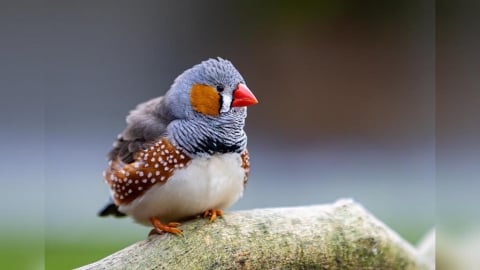 唧唧啾啾有意思！科學家成功破譯11種「鳥語」　網驚：科幻照進現實