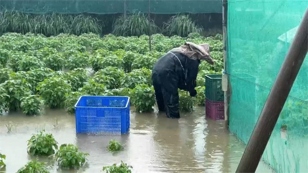 雲林農民心碎！　大雨狂轟農田泡水