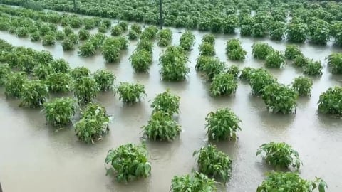 雲林農民心碎！　大雨狂轟農田泡水