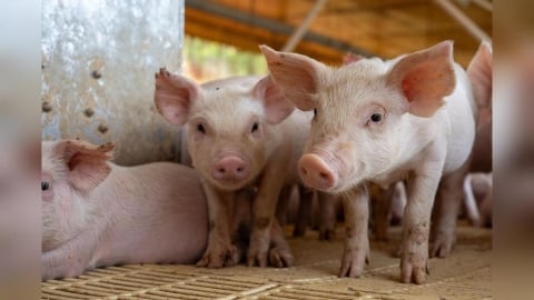 豬腎移植人體？日本最快「這時間」展開臨床試驗　盼解決器官荒