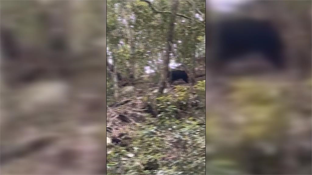 黑熊族群數量越來越多　足跡也逐步往淺山移動