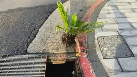 台北水溝驚見野生大山蘇!他看傻「蔣萬安在種菜嗎」:到底土壤多肥沃