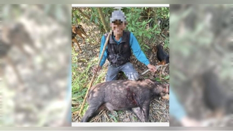 FB售動物血滴子2/山豬吊不是修法就能消失!研究員嘆:農民果園一夜報銷,我也說不出大道理
