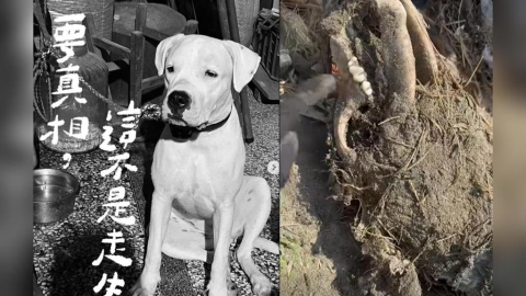 尋獲白骨確認是受虐犬「健康」!飼主遭起訴 救援團體怒批動保法失靈