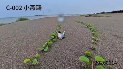 小燕鷗繁殖危機! 通霄沙灘野狗襲擾 人為干擾產蛋