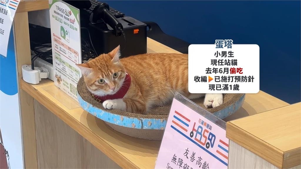 大橘為重!花蓮轉運站魚條被偷吃 小橘貓「蛋塔」被收編入職當站長