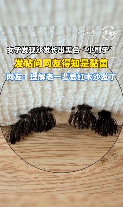 家中沙發驚見「小刷子」狀物!她求網才知是黴菌 專家授「4大」預防方法