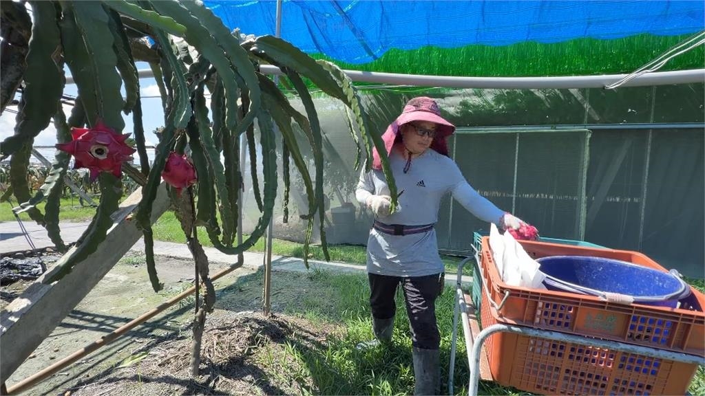 巴威逼近! 彰化雙色火龍果 百香果農 皆忙搶收:恐心血泡湯