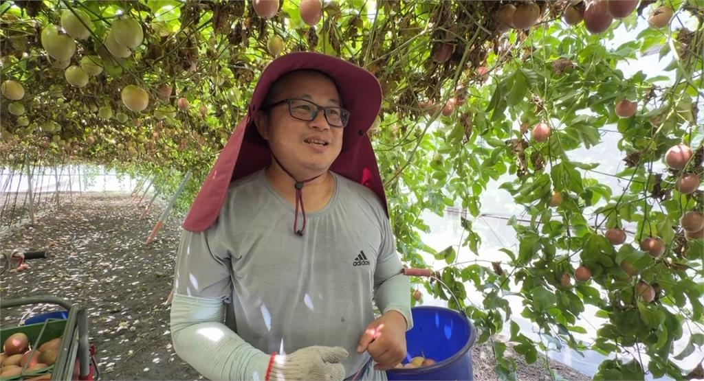 巴威逼近! 彰化雙色火龍果 百香果農 皆忙搶收:恐心血泡湯
