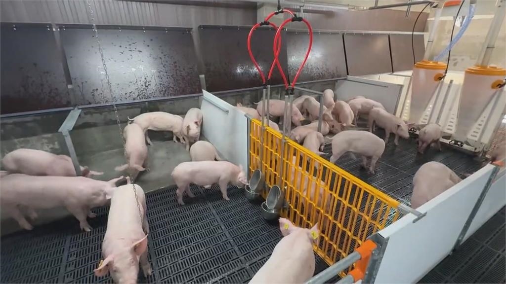 豬豬燒成烤乳豬!台南養豬場大火 3百頭豬命喪火場
