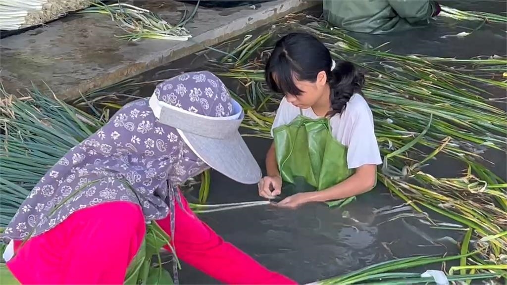 蔬菜產量還沒恢復颱風又要來 婆媽化身「菜價博士」精打細算