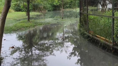 「巴威」海水倒灌!台東森林公園多處積水 縣府急封閉綠水橋