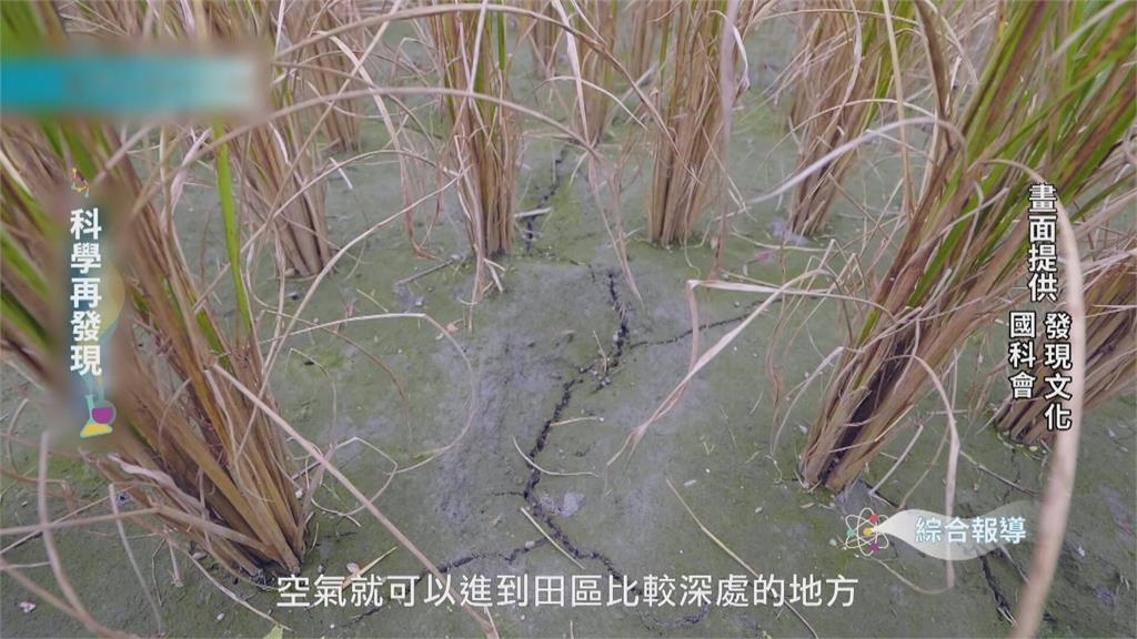 水稻田產生甲烷 曬田節水成關鍵