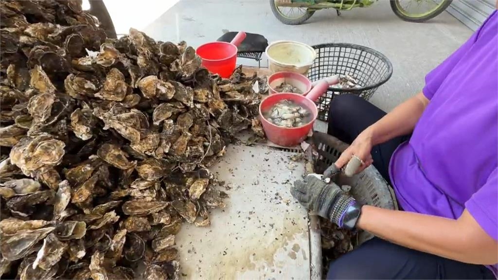 跟時間賽跑!巴威逼近 雲林口湖蚵農搶收牡蠣