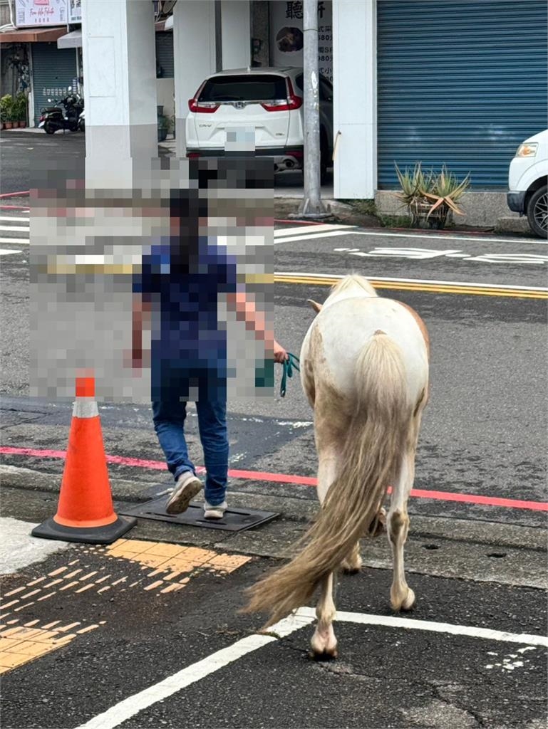 快新聞/不懼巴威逛大街!高雄驚見「這傢伙」獨自漫步 下場曝光