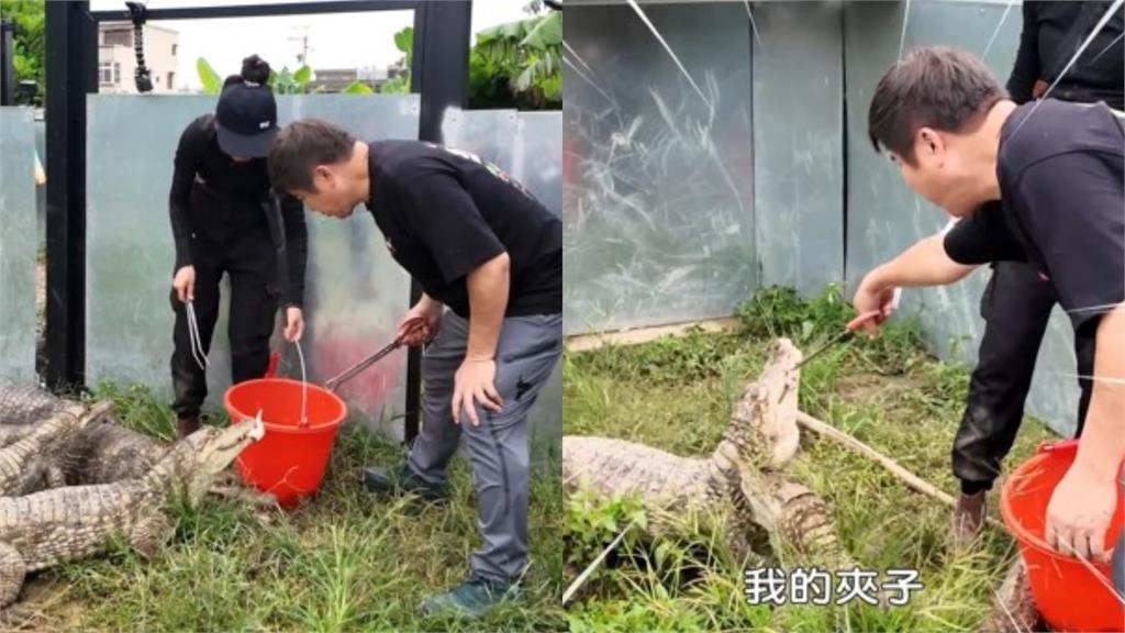 胡瓜深入女粉絲香閨「見寶貝」！險被200公分巨鱷吞食　她急喊：那個不能吃