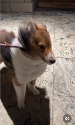 巴威來了牧羊犬秒變「風速狗」 牠原地「傻定格」網笑翻:這步不能散