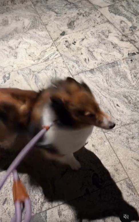 巴威來了牧羊犬秒變「風速狗」 牠原地「傻定格」網笑翻:這步不能散