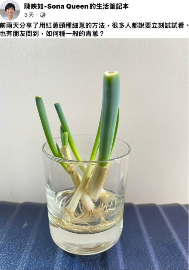 颱風過後菜價飆漲荷包大失血?專家親授「再生術」 剩蔥也能立大功!