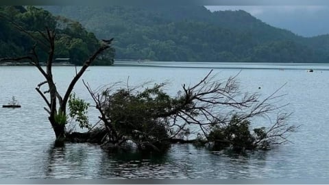 颱風吹倒日月潭「孤獨樹」　遊客不捨：天有不測風雲
