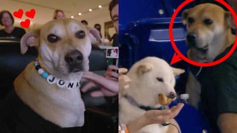 MLB(影)/不厭世了!馬林魚找到「看別狗吃熱狗的小狗」開球、坐VIP包廂爽吃