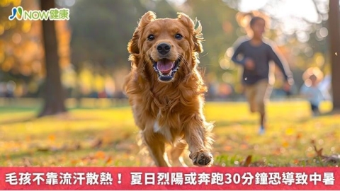 毛孩不靠流汗散熱！ 夏日烈陽或奔跑30分鐘恐導致中暑
