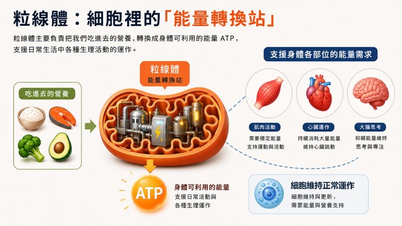 不是只有累!身體高耗能部位「續航力變差」 恐是能量代謝拉警報