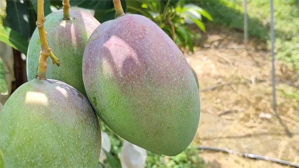 六年磨一劍! 苗栗市果農成功種出「台中一號」芒果