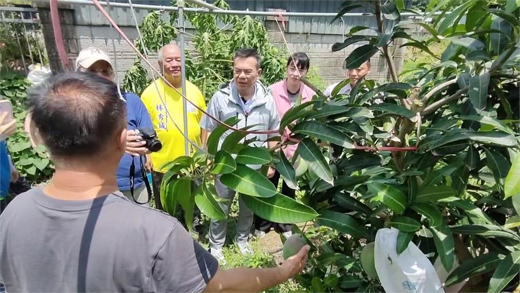 六年磨一劍! 苗栗市果農成功種出「台中一號」芒果