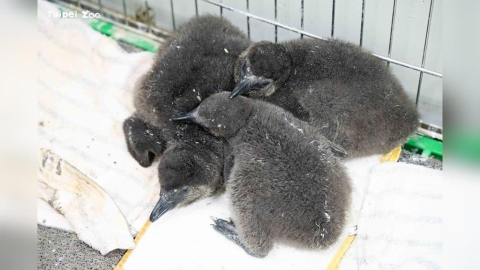 萌翻！迎來超萌寶寶潮　台北動物園「這1動物」幼兒園開張