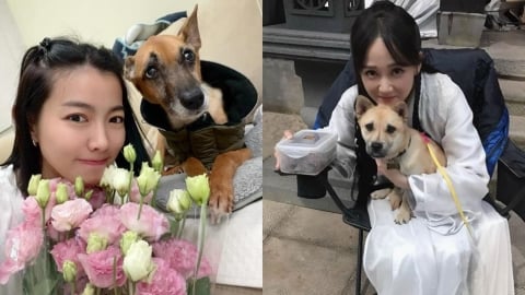 同樣護毛孩!米可白開槓縣長…陳喬恩微博痛批虐狗「祈禱現世報」竟被消失