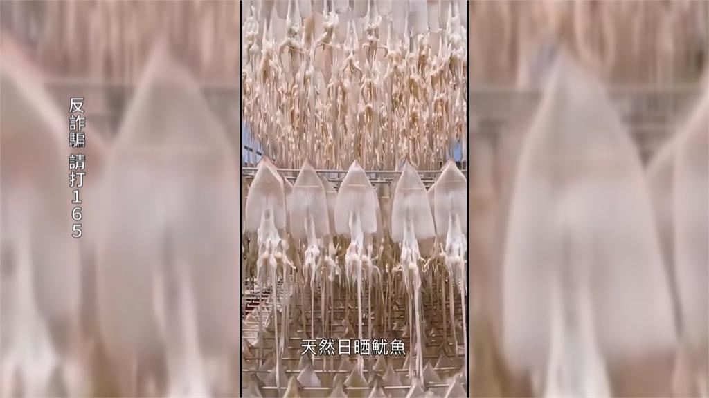 澎湖小管旺季驚現詐騙! 稱現撈低價爆卵魷魚