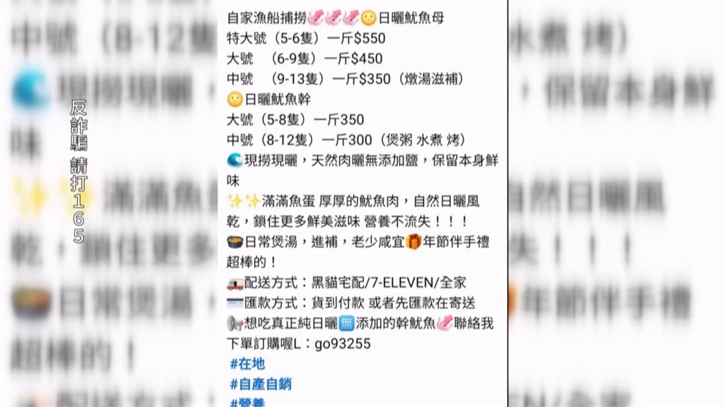 澎湖小管旺季驚現詐騙! 稱現撈低價爆卵魷魚