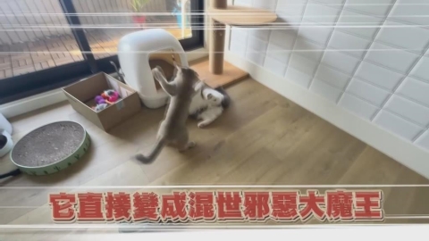 天使小貓變混世邪惡大魔王?她累喊:提早體驗帶娃生活