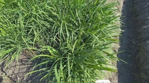 饕客們有福了!農業部耗時7年改良新品種韭菜 夏季口感不打折