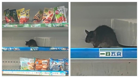 嚇鼠！台北機捷超商爆巨大肥鼠「囂張爽逛熟食貨架」