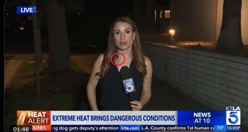 KTLA 5記者瑞秋梅尼托夫連線報導洛杉磯熱浪時,一隻巨型蟑螂突然爬上她的胸口及頸部。(圖/翻攝自KTLA 5)
