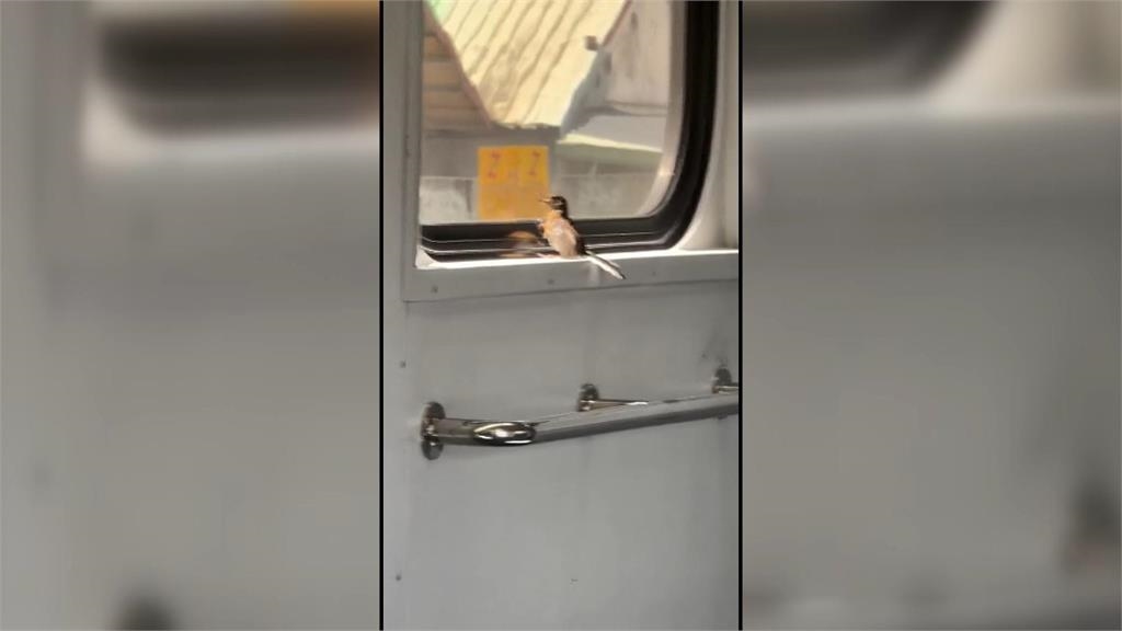 "火車上有鳥!" 婦人緊張連按緊急鈴 車廂內警報狂響 "亂按最高可罰百萬"