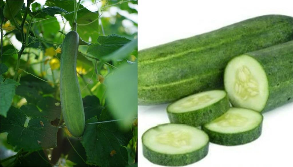 吃涼拌黃瓜險喪命!男子吃半根差點肝衰竭 專家揭「1情況」:恐藏致命毒素