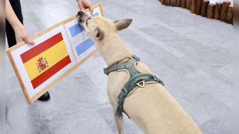 世足冠軍賽將來臨！蔡英文愛犬「鳳梨妹」押寶這隊　笑喊一句萌翻全網