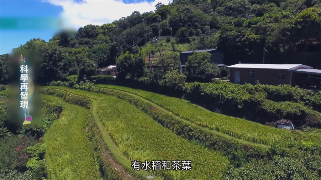 推動溼地復育 用友善耕作恢復水梯田