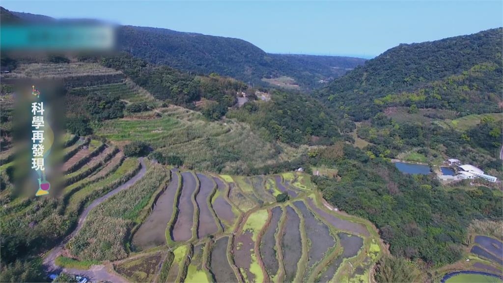 推動溼地復育 用友善耕作恢復水梯田